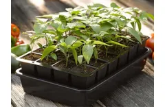 How to Start Vegetable Seeds Indoors with Seed Trays