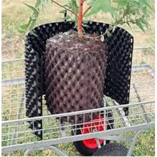 Air Pruning Roots