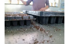 How Deep Should A Seed Tray Be?
