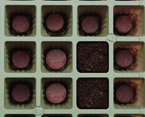 how-to-plant-seeds-in-a-basic-seed-tray