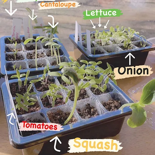 how-to-plant-seeds-in-a-basic-seed-tray