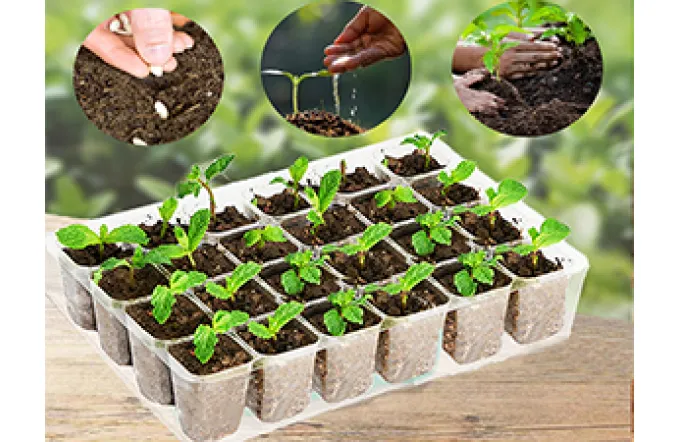 How to Plant Seeds in a Basic Seed Tray？
