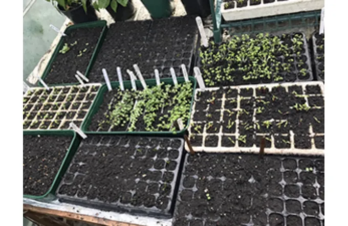 How Long Should Seedlings Stay in Nursery Trays