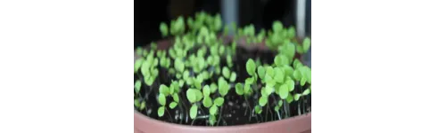 What is the easiest way to water your seedlings?