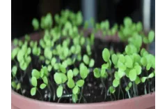 What is The Easiest Way to Water Your Seedlings?