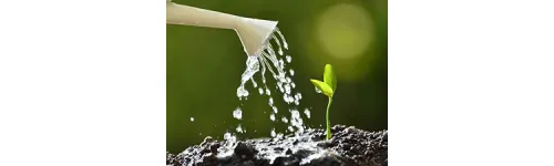 How to Avoid Overwatering Seedlings In Seed Trays