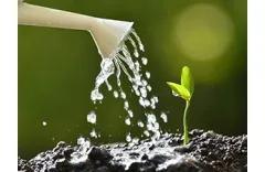 How to Avoid Overwatering Seedlings In Seed Trays