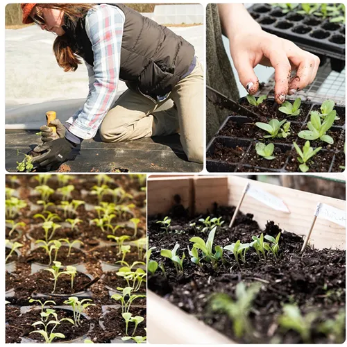 Tips for Successful Germination in Plastic Seedling Trays