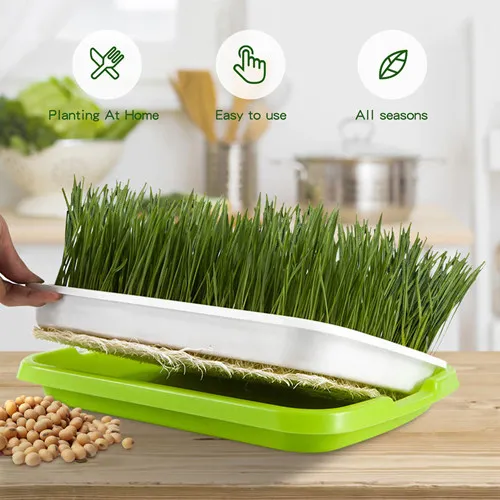 How to Sprout Seeds In A Tray Using Seedling Trays and Sprout Trays