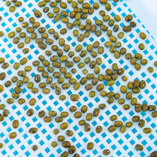 How to Sprout Seeds In A Tray Using Seedling Trays and Sprout Trays