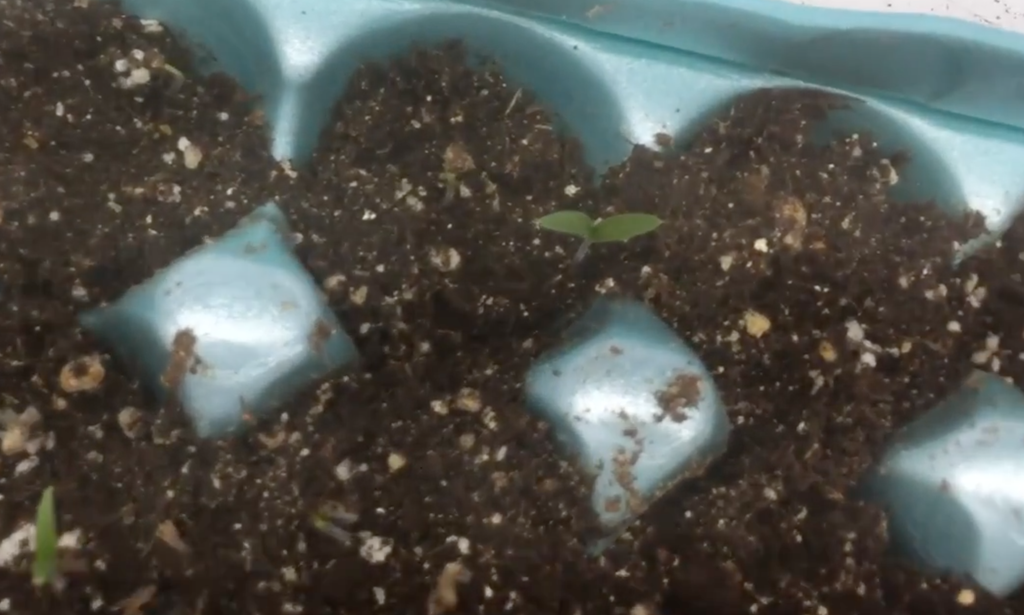 How to Start Seeds in an Egg Carton