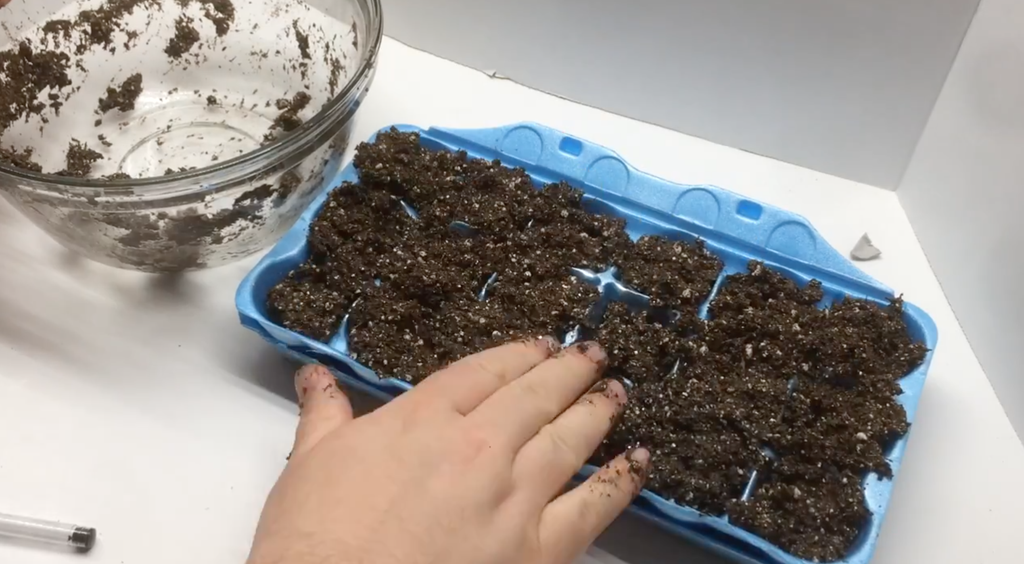 How to Start Seeds in an Egg Carton