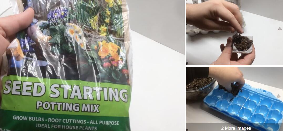 How to Start Seeds in an Egg Carton