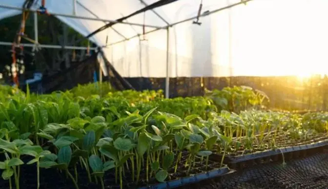 basic seed tray