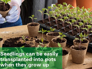 Maximize Your Seedling Success with a 72-Cell Seed Plant Growing Tray