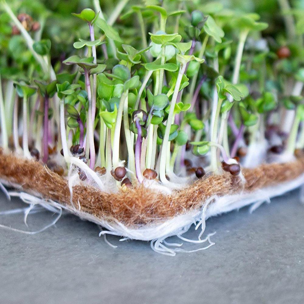 1020 Long Plant Plug Trays for Seedling Plants
