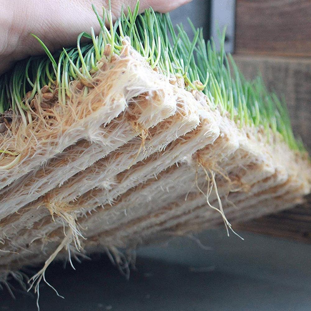 1020 Long Plant Plug Trays for Seedling Plants