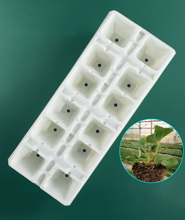 Strawberry Seedling Tray