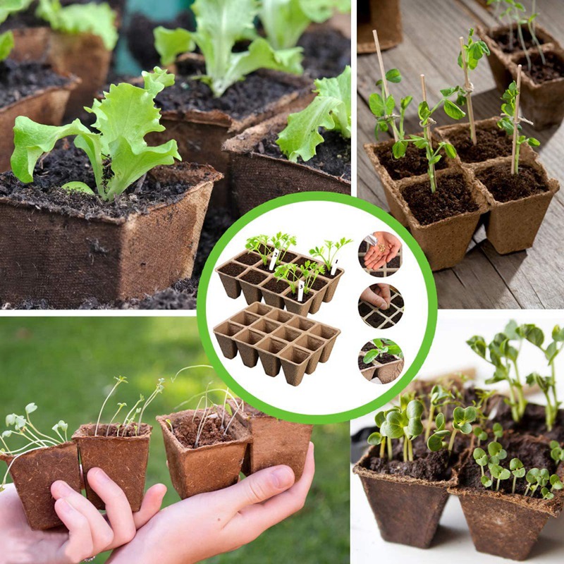 Egg Carton Seed Starting Trays