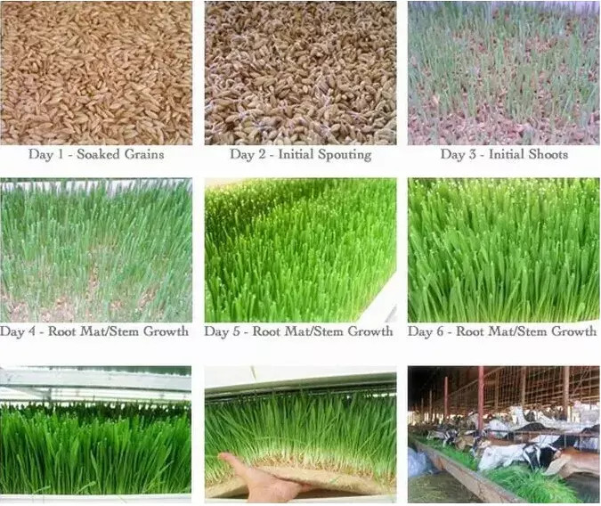 Grass Plug Growing Trays