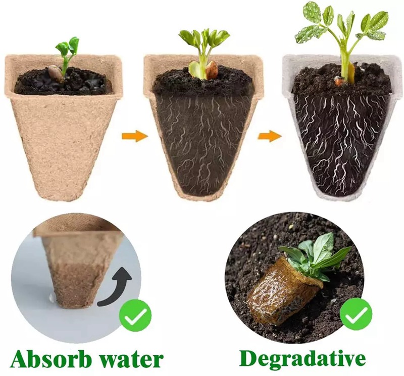 Egg Carton Seed Starting Trays