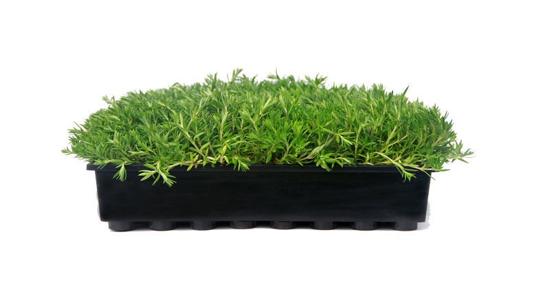 Grass Plug Growing Trays