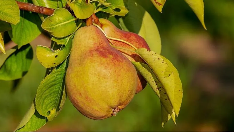 Red Fragrant Pear