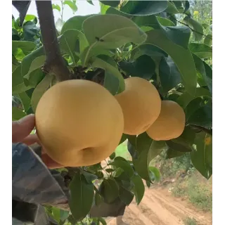 fresh huangguan pear
