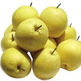 Guangang is an exporter of snow pear in China. Our pears are very sweet.