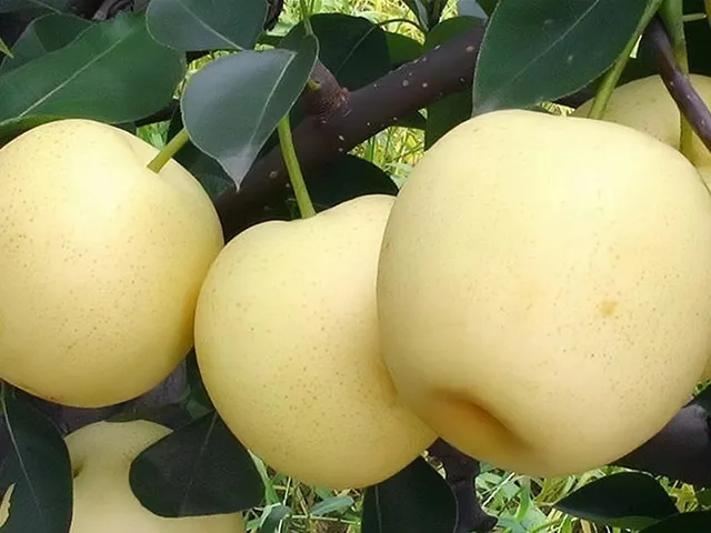 Fengshui Pear
