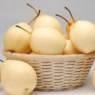 The Chinese White Pear taste like a cross between a rose and a pineapple and are crisp and sweet from the tree.