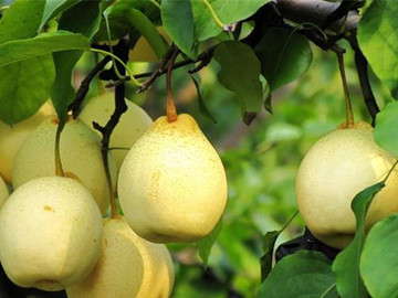 Snow White Asian Pear