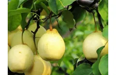 The Iconic Chinese Yellow Pear Making Waves in the Culinary World-Ya Pear
