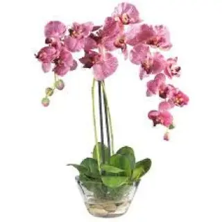 Chinese people have always regarded orchids as a symbol of purity and elegance, and they are called the 