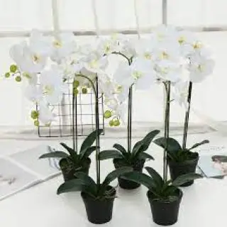 These artificial orchid plants have a beauty similar to that of real orchids.