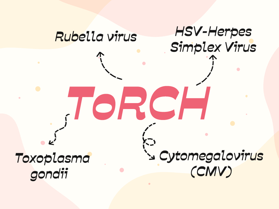 AccuBiotech TORCH Screening: Essential Prenatal Test for Maternal ...