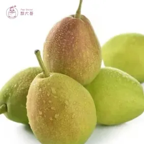 New Pear NO.7 / Chinese Fresh Pears