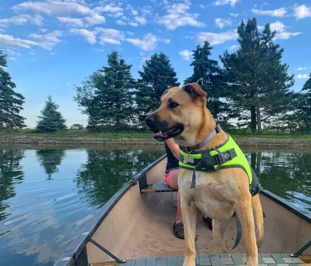 Do Your Dog Need a Swim Vest?