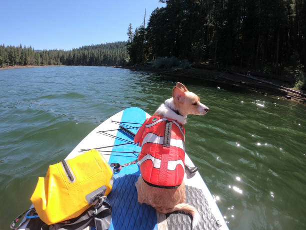 Do Your Dog Need a Swim Vest?