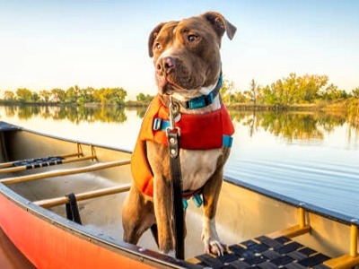 Do Your Dog Need a Swim Vest?