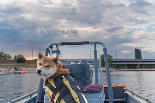 Do Your Dog Need a Swim Vest?