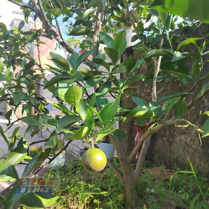 A corner of the yard