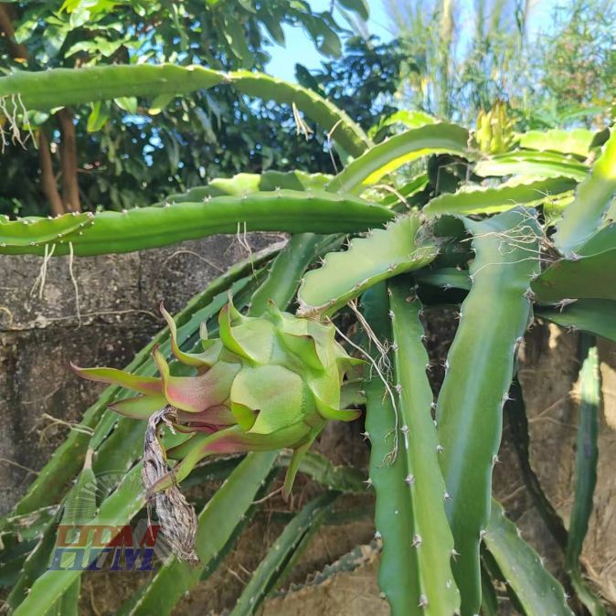 A corner of the yard