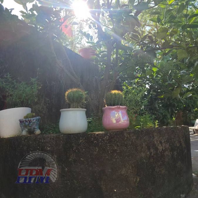A corner of the yard