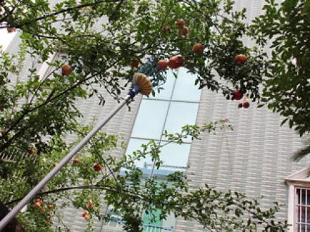 What Are the Advantages of Telescopic Fruit Picker?