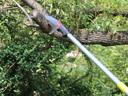 A Complete Guide to Pruning and Trimming Trees