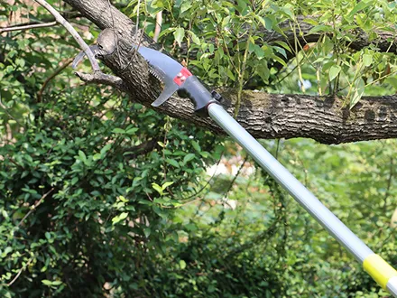 A Complete Guide to Pruning and Trimming Trees
