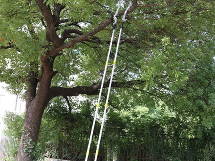 How Big of a Branch Can a Pole Saw Cut?