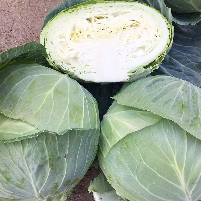 Fresh Cabbage