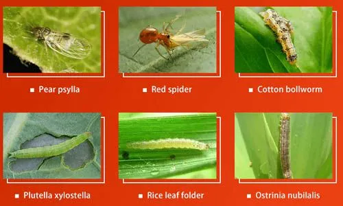What Are Examples of Insecticides